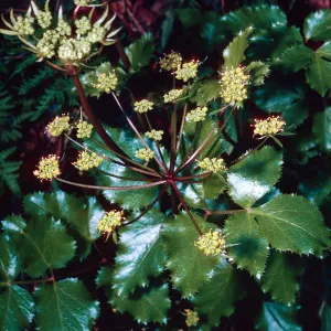 Trushia arguta, 19 Oaks Trail, Santa Ynez Valley, Santa Barbara County
