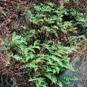 Polypodium californium, Cold Springs Canyon, Santa barbara County