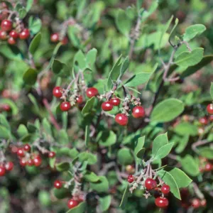 Arctostaphylos rudis, Lompoc, Santa Barbara County