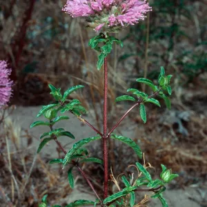 Monardella undulata undulata, Ken Adam County Park, Santa Barbara County