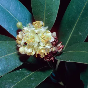 Umbellularia californica, Tunnel Road, Santa Barbara County