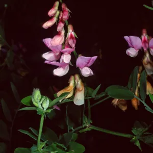 Lathyrus venetus, Tunnel Road, Santa Barbara County