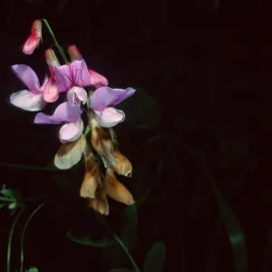 Lathyrus venetus, Tunnel Road, Santa Barbara County