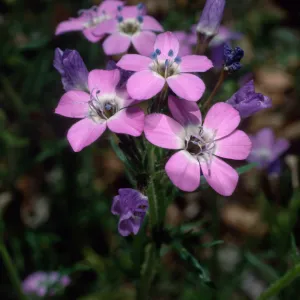 Gilia tenuiflora ssp. hoffmannii, Santa Barbara Botanic Garden