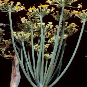 Foeniculum, Fennel, Tunnel Trail, note: used in Santa Barbara Magazine, Santa Barbara County