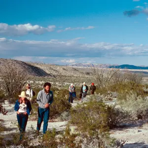 Santa Barbara Botanic Garden class, Bow Willow, Anza Borrego State Park, san Diego County