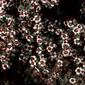 Euphorbia, Pinyon Mountains, Anza-Borrego State Park, San Diego County