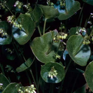 Claytonia perfoliata, Miners Lettuce, Calle Poniente, note: used in Santa Barbara Magazine, Santa Barbara County