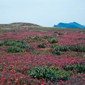 Malephora crocea, terrace, East Anacapa Island