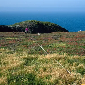 Transect #5, looking North, East Anacapa Island