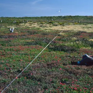 Transect #5, looking South, East Anacapa Island