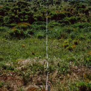Transect #3, looking South, East Anacapa Island