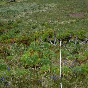 Transect #3, looking North, East Anacapa Island