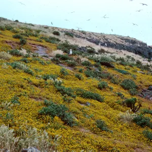 Lasthenia, East of Knife Edge, Middle Anacapa Island