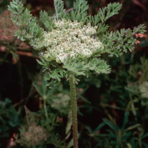 Daucus pusillus, near Sheep Camp, Middle Anacapa Island