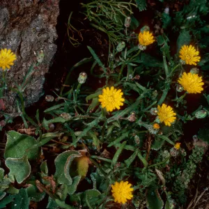 Malacothrix, Sea Arch peninsula, Middle Anacapa Island