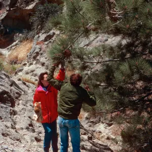Torrey Pine w/Carol B. & Dan Richards, Beechers Bay, Santa Rosa Island