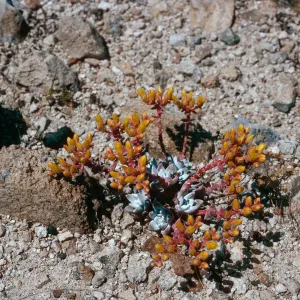 Dudleya greenei nana, East Point, Santa Rosa Island