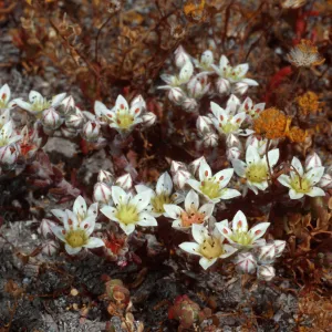 Dudleya blochmaniae insularis, Santa Rosa Island