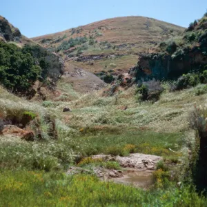 Lobos Canyon, Santa Rosa Island