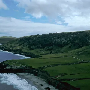Torrey Pines, Beechers Bay, Santa Rosa Island