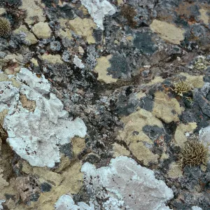 lichens, near pines (Torrey), Santa Rosa Island