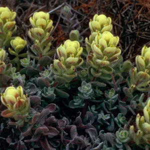 Castilleja mollis, West side of Carrington Point, Santa Rosa Island