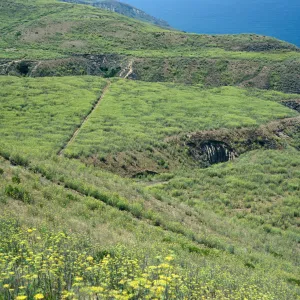 Foeniculum, China Harbor Road, Santa Cruz Island