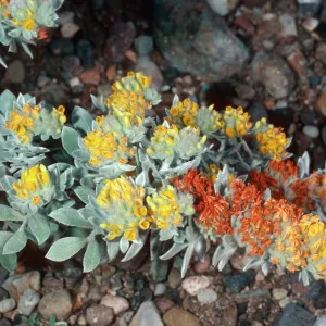 Lotus argophyllus niveus, Central Valley, near field station, Santa Cruz Island