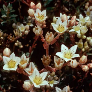 Dudleya nesiotica, Forneys Cove, Santa Cruz Island
