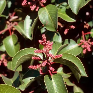 Rhus ovata, top of Portezuella grade, Santa Cruz Island