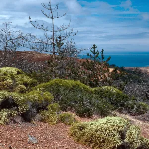 West end of Christy Pines, looking Northwest from South Ridge Road, Santa Cruz Island