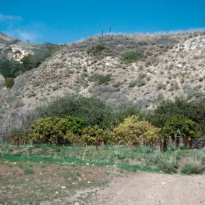 orchard, Rancho Del Sur, Santa Cruz Island