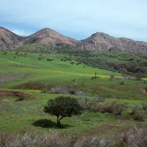 CaÃ±ada Del Portezuela, looking North, Santa Cruz Island