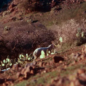 sheep, North of field station, Santa Cruz Island