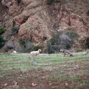 sheep - canyon across Central Valley, from West end of Bosque Mano, Santa Cruz Island