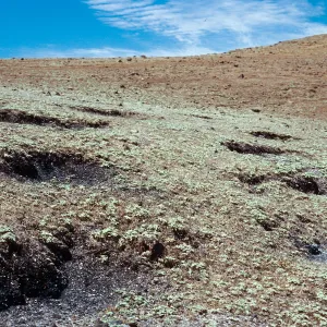 sheep beds in midden ridgetop, West of Peak 1845, Santa Cruz Island