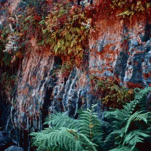 wet bank in canyon above Dicks Harbor, Santa Cruz Island