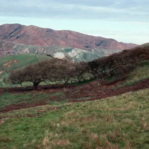 pig damage, East of navy base, Santa Cruz Island