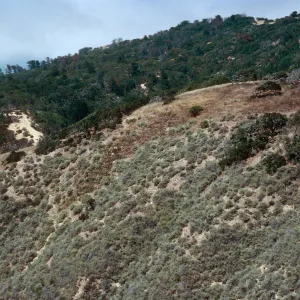 Coastal Sage Scrub, West end of China Pines, from abandoned road, Santa Cruz Island