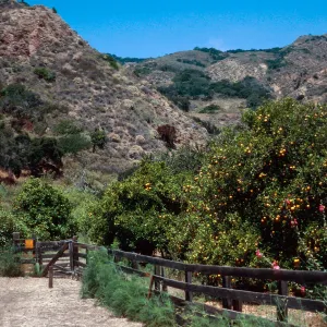 citrus orchard, Rancho Del Sur, Santa Cruz Island