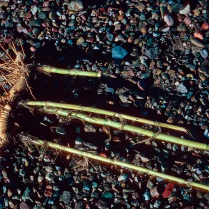 Arundo Donax roots, Sauces Beach, Santa Cruz Island