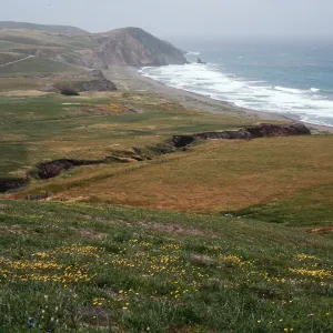 Layia (tidy tips) , Christy Beach, Santa Cruz Island