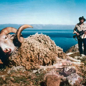 sheep, rifle hunter photo at Smugglers Ranch, Santa Cruz Island