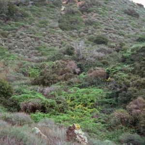 Coastal Sage Scrub, East of 3-Fork Canyon, East of Valley Anchorage, Santa Cruz Island