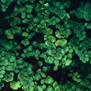 Adiantum, West of Prisoners Harbor, Santa Cruz Island