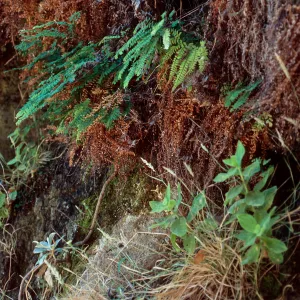 Adiantum pedatum, Mimulus, Tinkers Cave, Santa Cruz Island