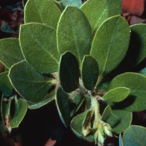 Arctostaphylos tomentosa subcordata, canyon East of Lagunitas Secas, Santa Cruz Island
