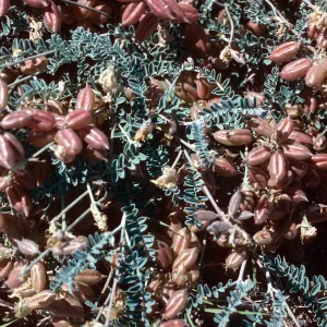 Astragalus miguelensis, Forneys Cove, Santa Cruz Island