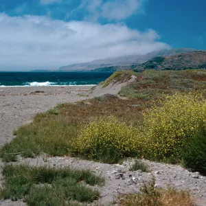 Brassica geniculata, mouth of Christy Canyon, Santa Cruz Island
